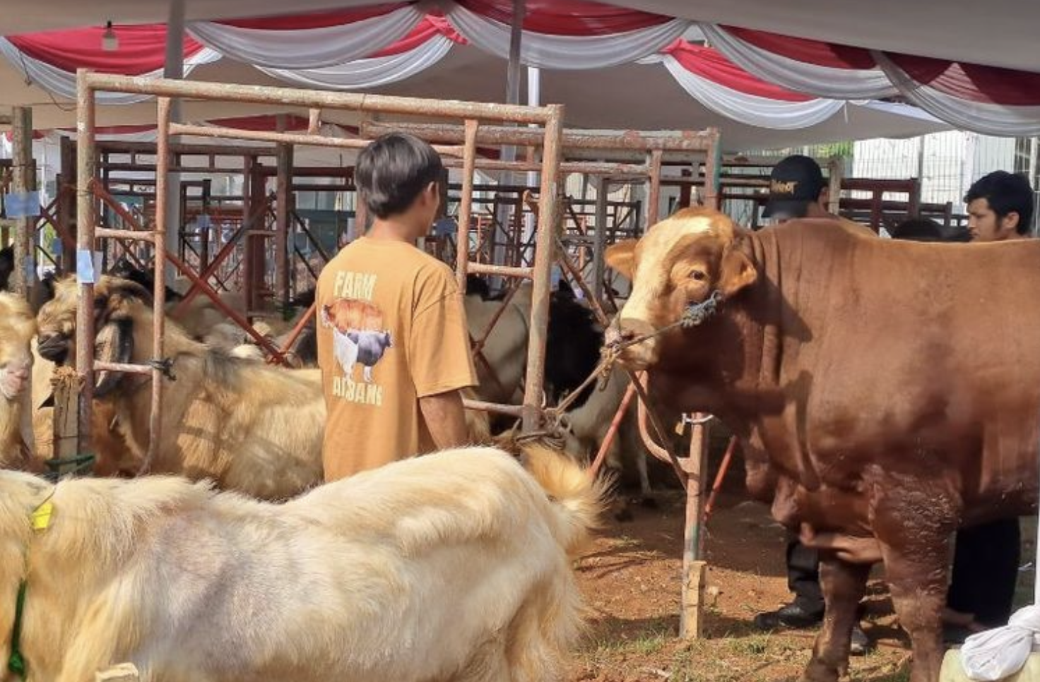 Kementan Sebut RI Surplus 1,14 Juta Ekor Hewan Kurban Saat Idul Adha 2025