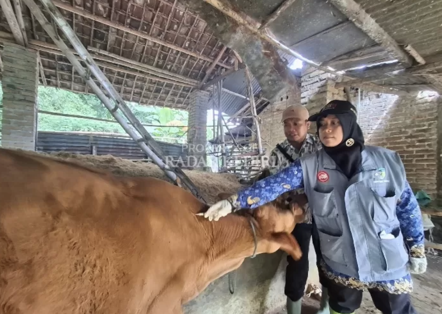 Puluhan Ribu Vaksin PMK Akan Diberikan ke Peternak Sapi di Kabupaten Kediri, Milik Perusahaan Bisa Lakukan Mandiri