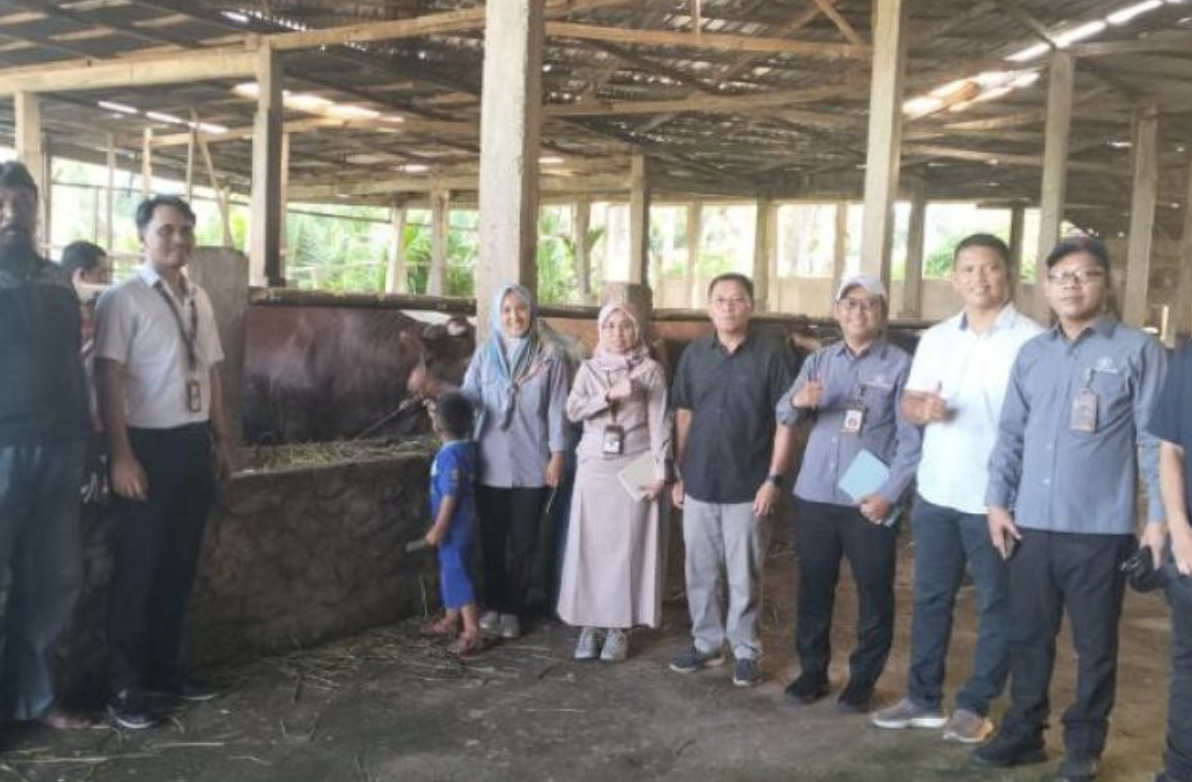 Presiden Prabowo Berikan Bantuan Sapi Kurban untuk Kota Bengkulu Jelang Iduladha 2025
