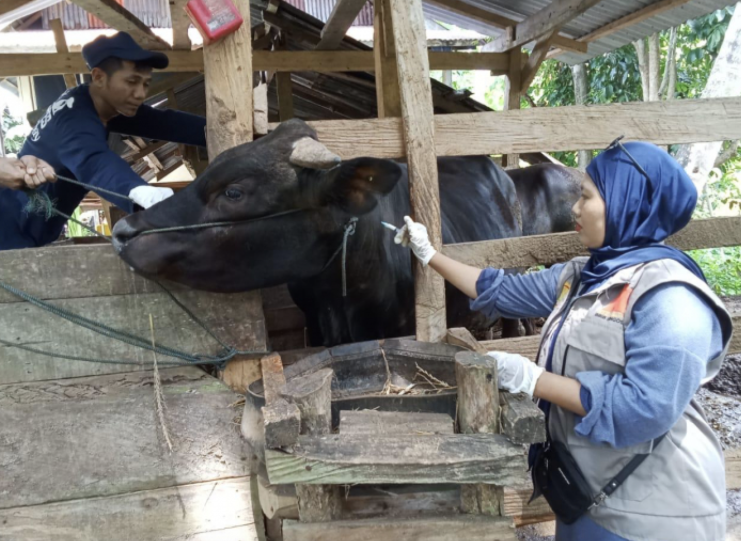 Pengendalian Penyakit Mulut dan Kuku Selama Periode Lebaran Optimal, Vaksinasi Capai 1,73 juta dosis
