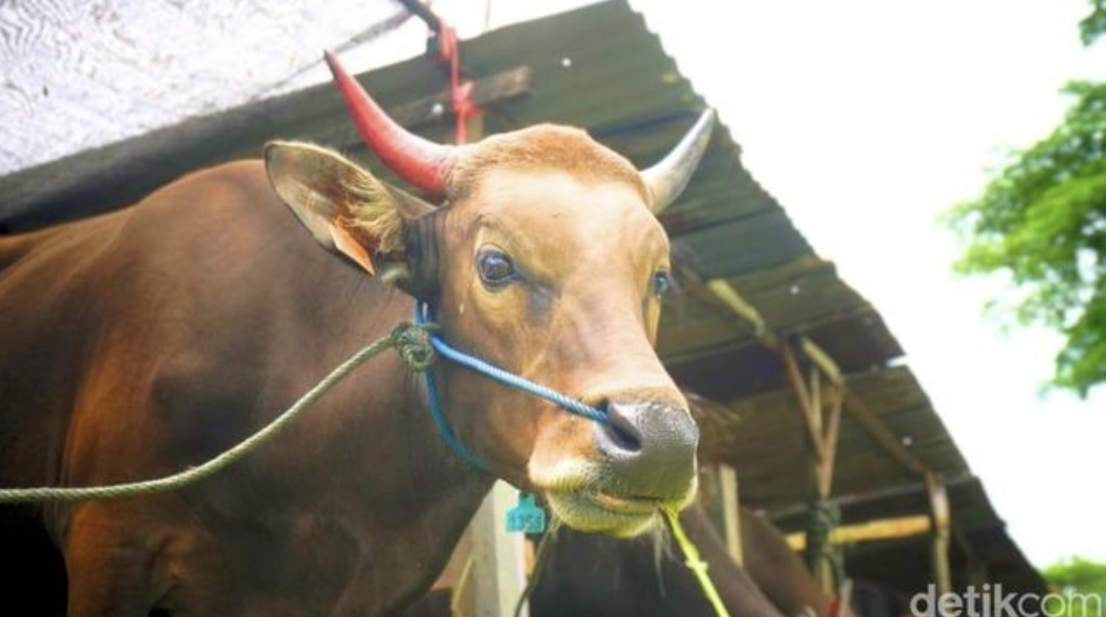 Sapi Kurban Prabowo di Sulsel Mati, Kementan Ambil Sampel untuk Uji Lab
