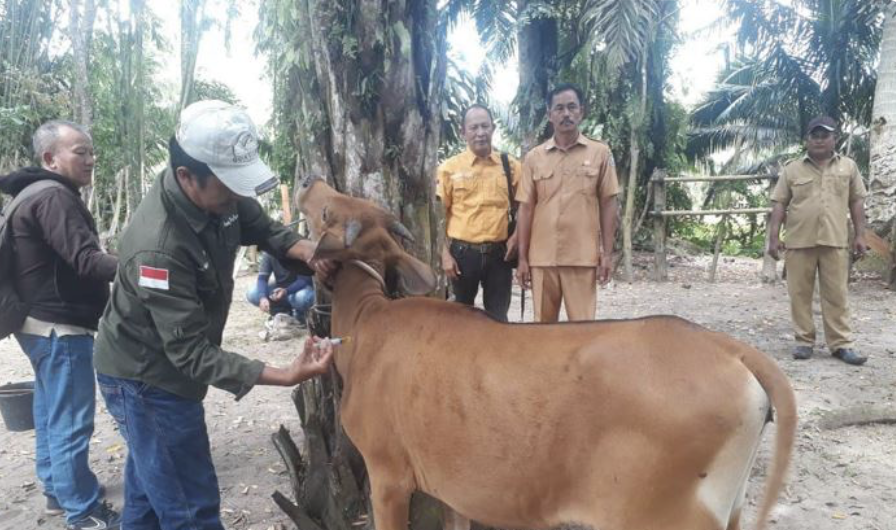 Penyakit Ternak Bervariasi, Distan Bengkulu Selatan Akui Sulit Ditangani